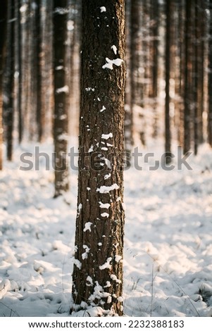 Magic of the winter forest. No people in the snow-covered countryside woods.
