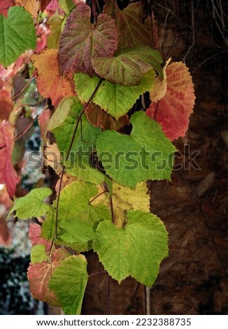 multicolor leaves of Vitis coignetiae creeper at autumn Royalty-Free Stock Photo #2232388735