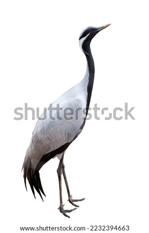 Side view full-length image of grey crane, bird isolated over white background. Concept of animal, travel, zoo, wildlife protection, lifestyle Royalty-Free Stock Photo #2232394663