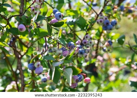 Blueberry field. Fresh organic blueberries on the bush. Vivid colors. Fresh berries on the branch on a blueberry field farm. Great bilberry. Bog whortleberry Royalty-Free Stock Photo #2232395243