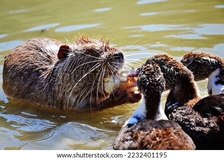 Nutria coypu and ducks eat one piece of bread for all. Funny animal moment.