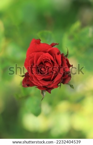 Red rose on green branch