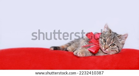 Cute Kitten with red bow. Cat rests on a red pillow. Close-up of a kitten on a light background. Valentine's Day. Greeting card. Happy birthday. Cat gift. Pets. Web banner copy space. 