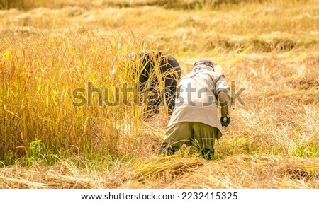farmer thailand harvesting golden rice outdoors by hand without mechanical