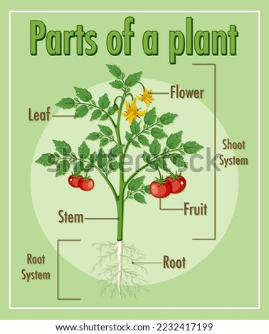 Diagram showing parts of a plant illustration