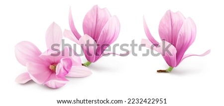 Pink magnolia flower isolated on white background with full depth of field Royalty-Free Stock Photo #2232422951
