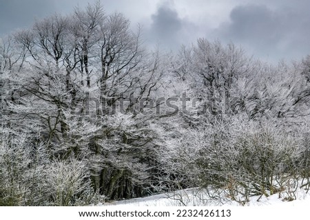 The icy treetops of a forest in winter in gray ashen light