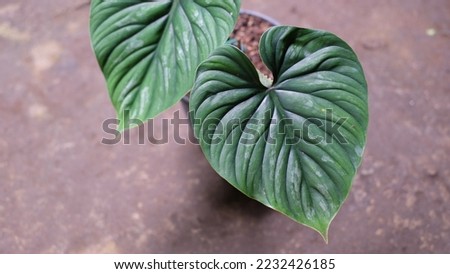 Philodendron plowmanii is a tropical plant from Peru and Ecuador. It is named after the botanist Timothy Charles Plowman. Beautiful leaves with silvery patterns. Royalty-Free Stock Photo #2232426185