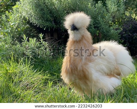 Animal chicken bird silky chick cute Royalty-Free Stock Photo #2232426203