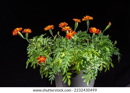 marigolds in a pot on a black background. copy space