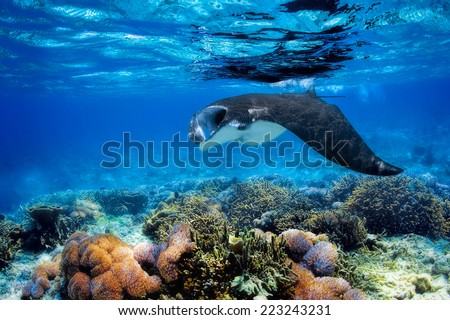 Manta ray filter feeding above a coral reef in the blue Komodo waters Royalty-Free Stock Photo #223243231