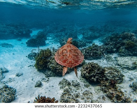 Green sea turtle (Chelonia mydas) ascends to the surface to breathe for air