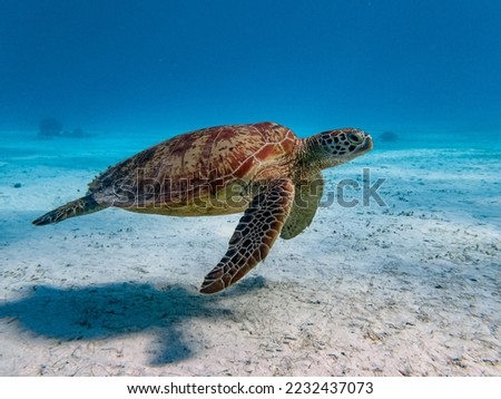 Side angle view of a green sea turtle swimming in a sandy and shallow reef