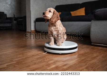 Pet friendly smart vacuum cleaner. Cute golden cocker spaniel puppy dog with while robot vacuum cleaner works close to him. smart technology concept. Royalty-Free Stock Photo #2232443313