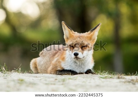 Red Fox Lying on the Sand in A Green Natural Background in A National Park