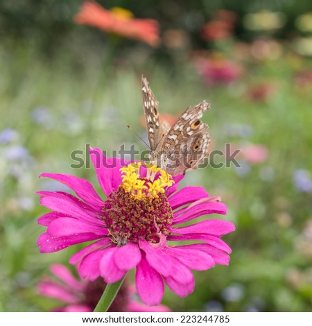 Butterfly and flower in morning nature.