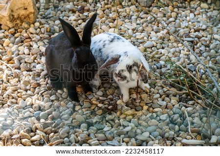 Pair of rabbits, black and white and black rabbits 