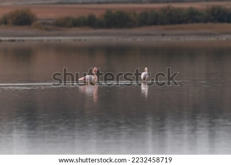 Beautiful flamingos and their reflection walking on the salty lagoon of Petrola in Albacete, Spain
