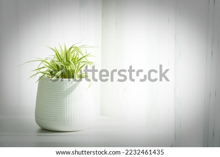 Chlorophytum Comosum or common spider plant in white flower pot with sunlight Royalty-Free Stock Photo #2232461435