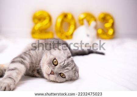 Christmas cute scottish fold cat and rabbit 2023 is lying with golden foil balloons number 2023 New Year. funny cat and bunny on a Christmas festive white background