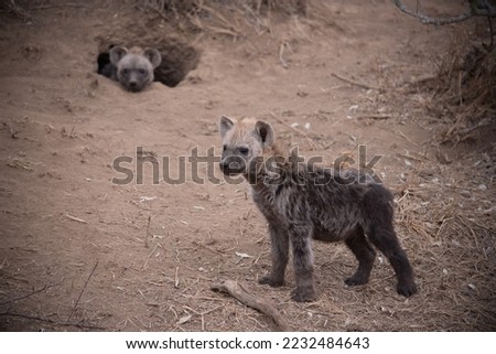 Cute hyena cub standing outside his den, with another poking it's head out. Greater Kruger, South Africa