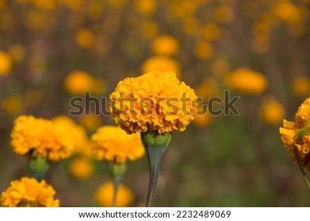 Beautiful yellow-orange marigold, Tagetes erecta, blooms in the sun and morning dew in the valley. Wang Nam Khiao District, next to Khao Yai National Park, Thailand.