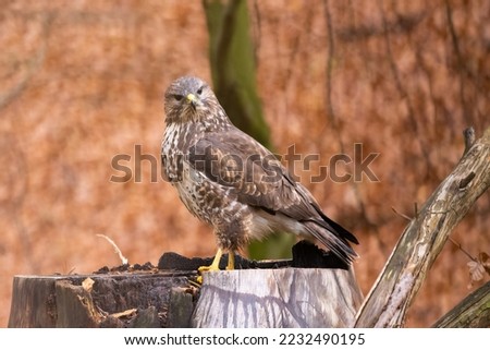 Birds of prey - Common buzzard (Buteo buteo) in the autumn woods. Wildlife scenery. Predator. Royalty-Free Stock Photo #2232490195