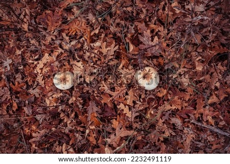 Mushrooms in autumn landscape with fog in the mountains of madrid