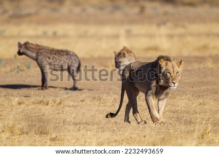 Spotted Hyena chase off Lions at a waterhole in the Kgalagadi in South Africa