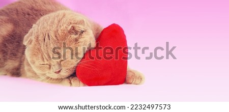 Scottish fold cat sleeping on red heart-shaped pillow on pink gradient background. Horizontal  banner