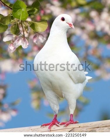 White pigeon on flowering background - imperial pigeon - ducula Royalty-Free Stock Photo #223250149