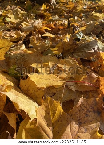 golden autumn leaves bathed in the sun