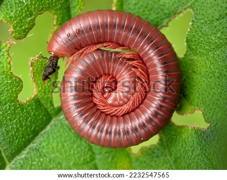 
Trigoniulus corallinus, sometimes called the rusty millipede or common Asian millipede, is a species of millipede  widely distributed in the Indo-malayan region including India, Sri Lanka, China, Tai Royalty-Free Stock Photo #2232547565