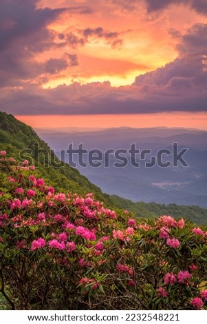 The Great Craggy Mountains along the Blue Ridge Parkway in North Carolina, USA with Catawba Rhododendron during a spring season sunset. Royalty-Free Stock Photo #2232548221