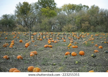 roadside pumpkin patch