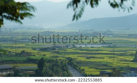 The harvesting yellow rice field view located in the valley among the mountains with the cloudy sky as background