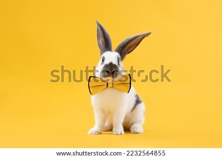 rabbit in a yellow tie on a yellow background