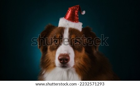 Brown Australian Shepherd dog wears red Santa hat on head. Aussie red tricolor, studio portrait on dark blue background. Merry Christmas greeting card. Concept of pet celebrating Christmas as people.
