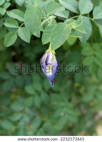 Asian pigeonwings.Clitoria ternatea, commonly known as Asian pigeonwings, bluebellvine, blue pea, butterfly pea, cordofan pea or Darwin pea is a plant species belonging to the family Fabaceae.