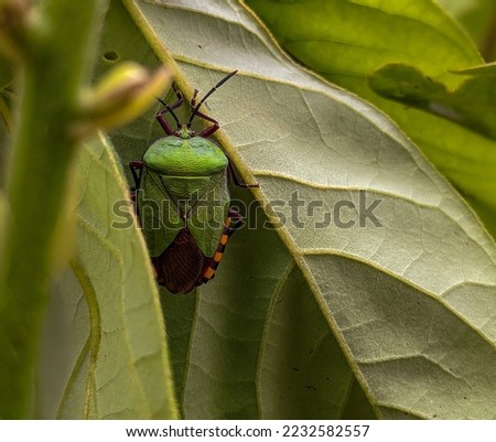picture of a beetle on a leaf.