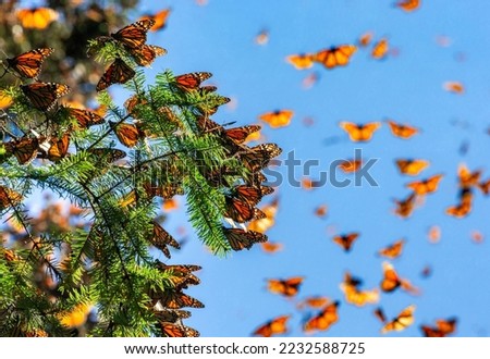 Monarch butterflies (Danaus plexippus) are flying on the backgro Royalty-Free Stock Photo #2232588725