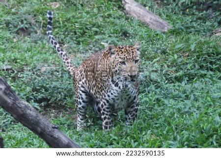 The leopard (Panthera pardus) is one of the five extant species in the genus Panthera, a member of the cat family
