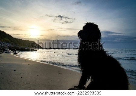 Goldendoodle sits on the beach by the sea and looks into the sunset. Waves in the water and sand on the beach. Landscape shot with a dog