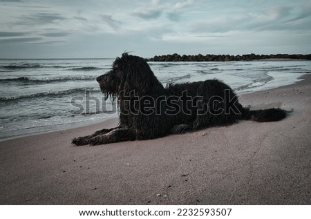 Goldendoodle is lying on the beach by the sea and ready to play. Waves in the water and sand on the beach. Landscape shot with a dog