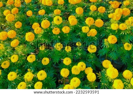 Tagetes erecta flowers Mexican big marigold flowering plant bigmarigold cempazúchitl or cempasúchil or African marigold closeup view image picture stock photo 