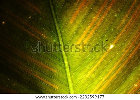 Lines and textures of green palm leaves. Abstract colorful background applies creative digital filters to captured images.