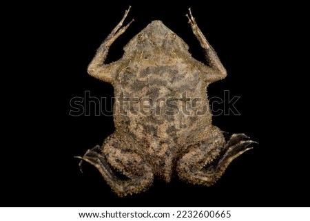 The Suriname Toad (Pipa pipa)