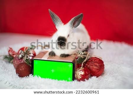 A cute little white rabbit is sitting on the gift box and red christmas tree balls with a green screen phone. Chromakey smartphone set up for advertising the year of the rabbit. The symbol of 2023