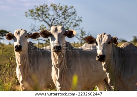 Herd of Nelore cattle grazing in a pasture on the brazilian ranch Royalty-Free Stock Photo #2232602447