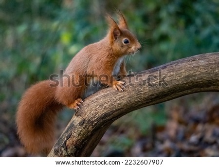 Red Squirrel Views around the North wales island of Anglesey